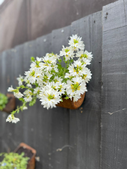 Vintage Rusty Metal Wall Mounted Planter / Herb Planter Plant Pot Fence Display
