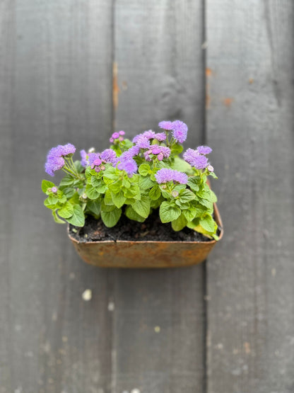 Vintage Rusty Metal Wall Mounted Planter / Herb Planter Plant Pot Fence Display