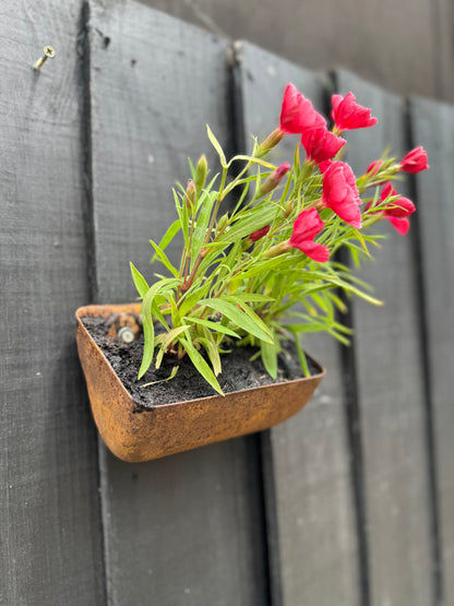 Vintage Rusty Metal Wall Mounted Planter / Herb Planter / Plant Pot / Key Holder