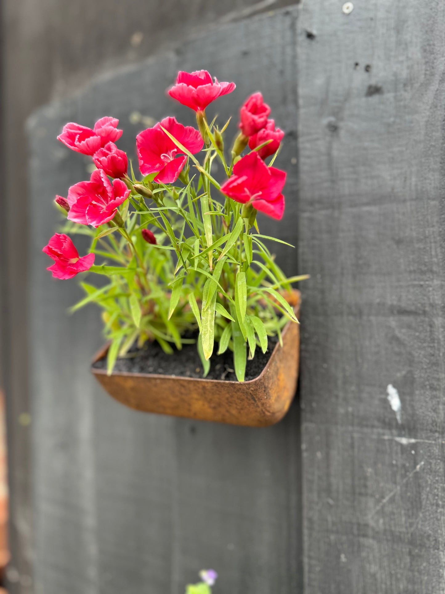 Vintage Rusty Metal Wall Mounted Planter / Herb Planter / Plant Pot / Key Holder