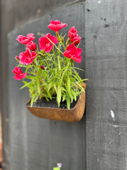 Vintage Rusty Metal Wall Mounted Planter / Herb Planter / Plant Pot / Key Holder
