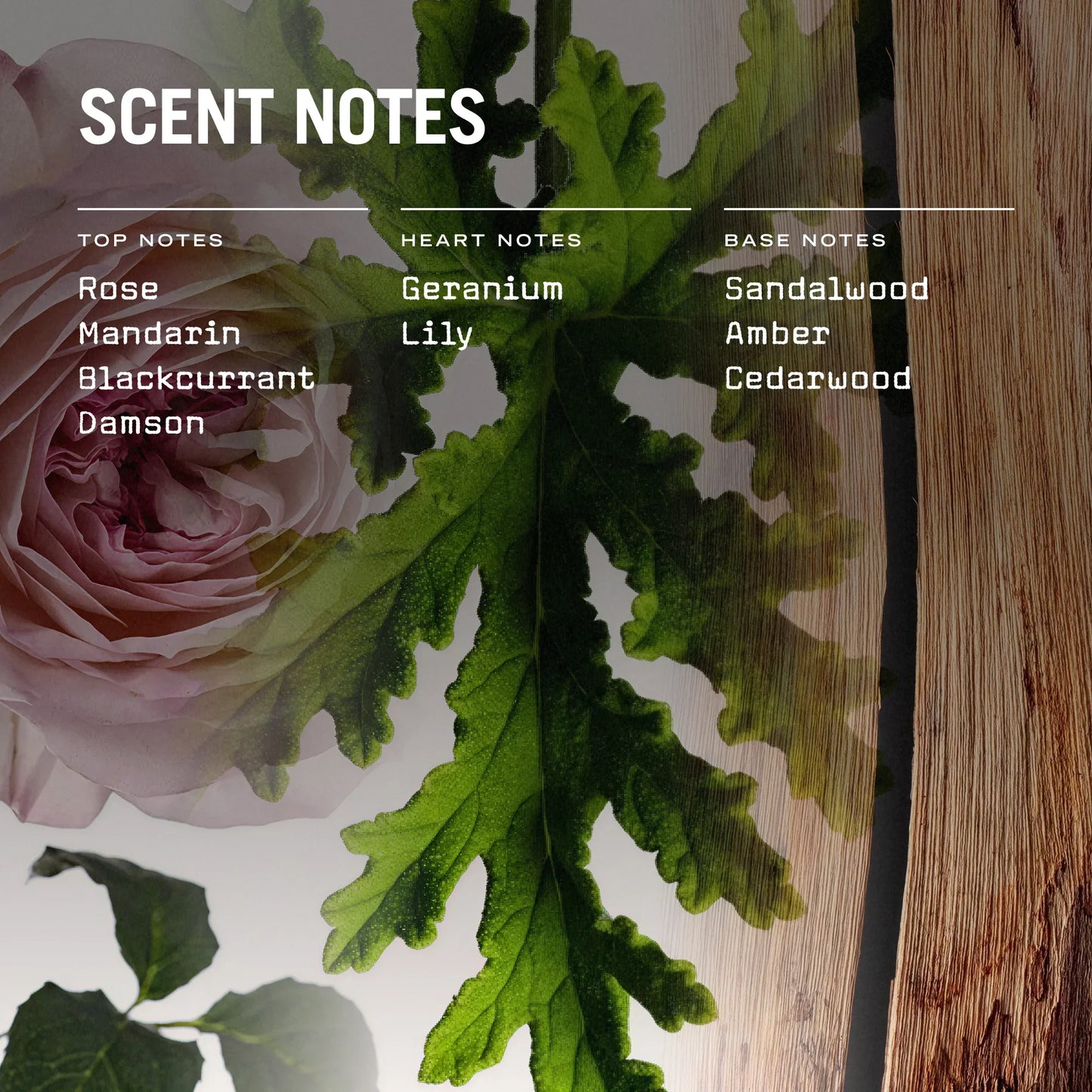 Medina Rose 100ml Reed Diffuser