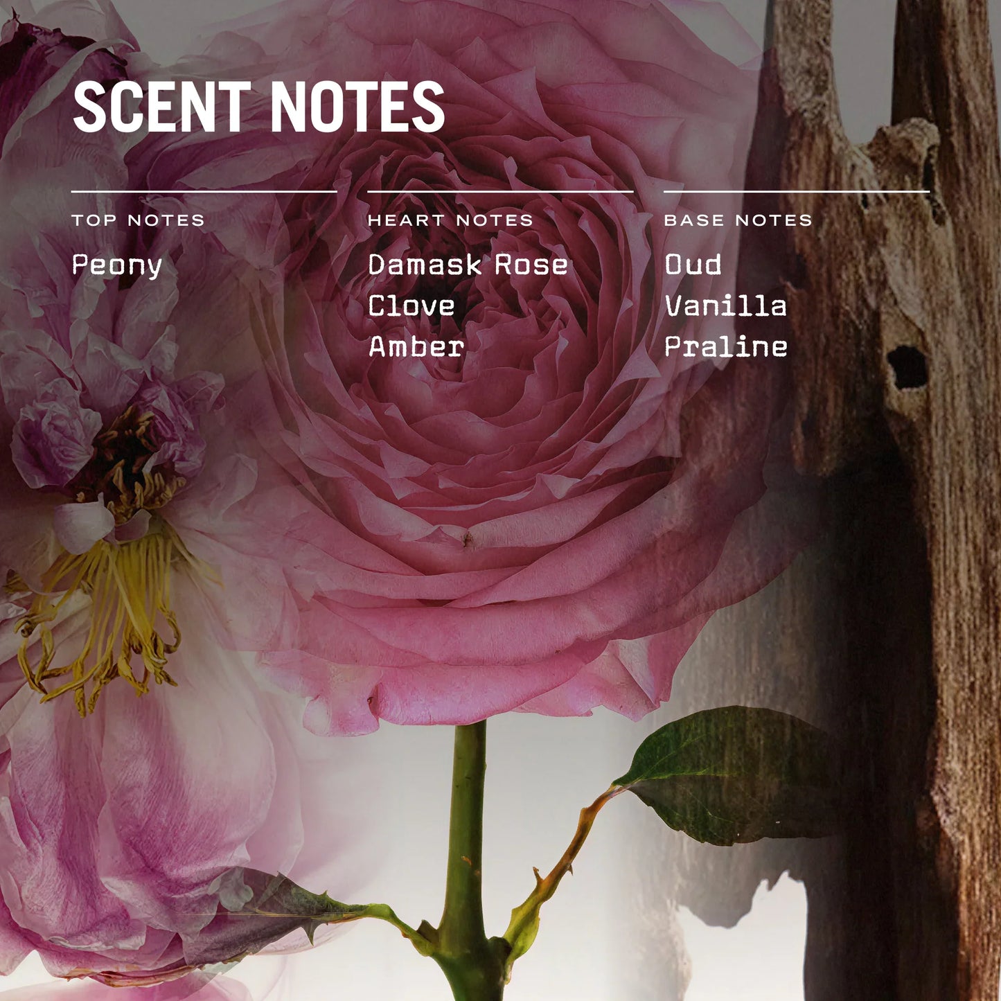 Oud Fortune 100ml Reed Diffuser