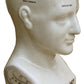 Medium Ceramic Phrenology Head, 25cm