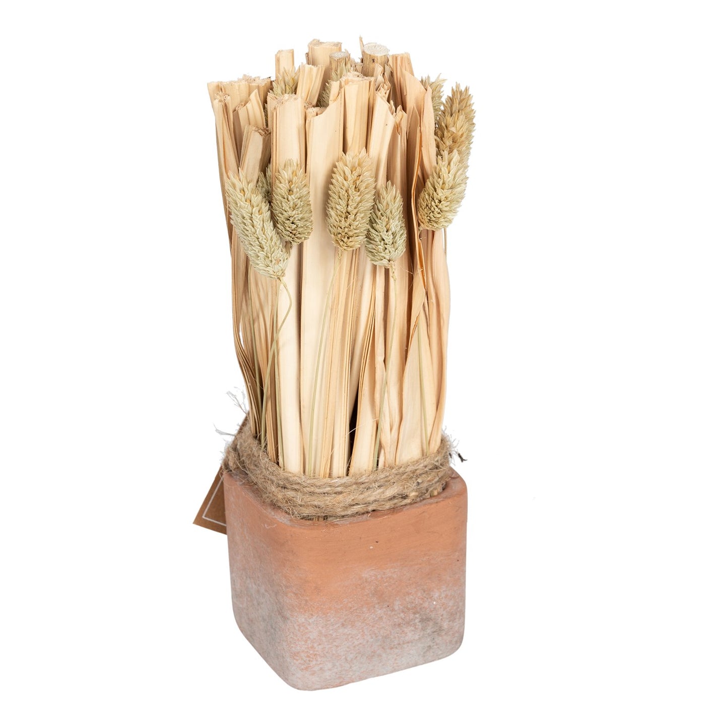 Fox Tail Dried Grass Bouquet in Terracotta Pot - Large