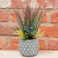 Succulents in Small Lattice Design Grey Pot