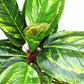 Artificial Medium 50cm Calathea Veitchiane Plant