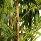 Artificial 6ft Bamboo Tree