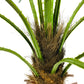 Artificial Fan Palm Tree 150cm