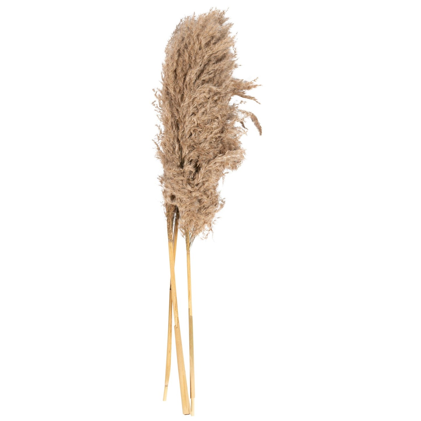 Naturally Dried Pampass Grass Stem 79cm