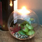 Succulent In Glass Terrarium with TeaLight Holder