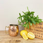 Moscow Mule Copper Coloued Cocktail Mug 12cm