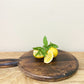 Circular Wooden Chopping Board With Carved Handle 39cm