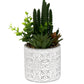Succulents In Aztec Embossed Pot