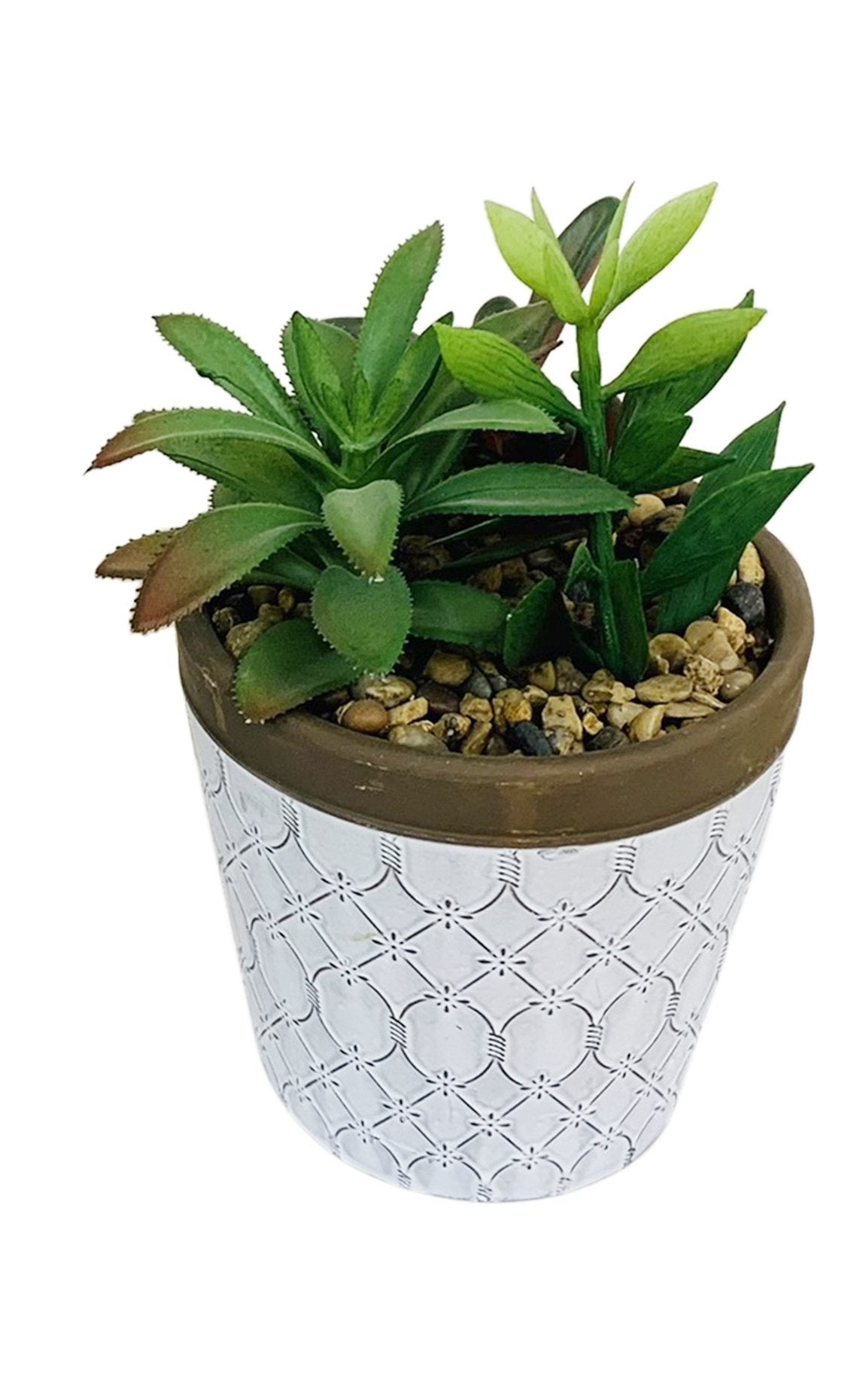 Succulents In White Terracotta Pot