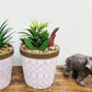 Succulents In White Terracotta Pot