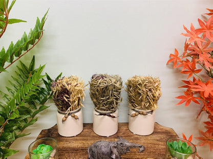 Set of 3 Dried Grasses In Ceramic Pots