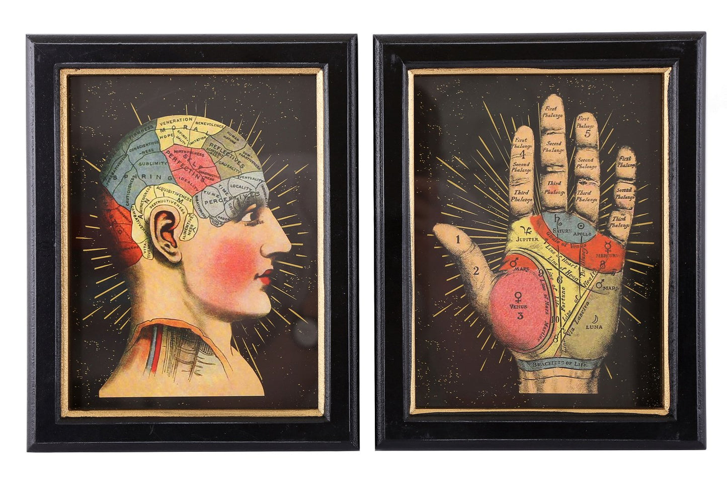 Set of 2 Phrenology Framed Prints 25cm